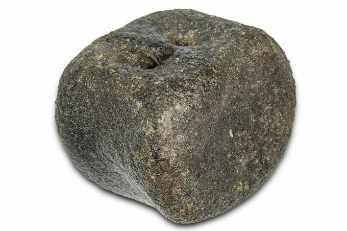 Hadrosaur (Hypacrosaurus?) Caudal Vertebra - Montana #335923